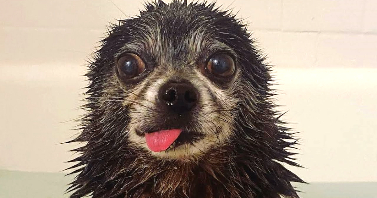 Nobody Wanted the “Grumpy Old Man” Dog, Until One Man Gave Him a Chance