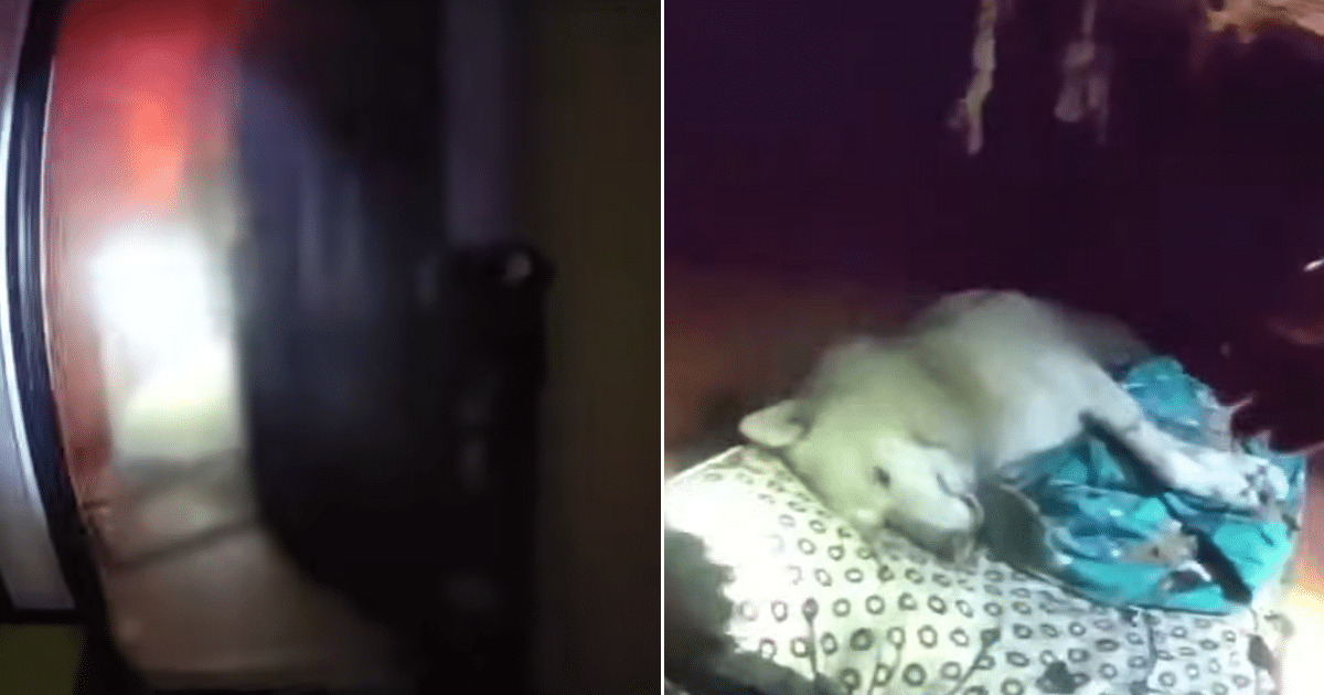 Officer Rushes Into Burning House to Save Family’s Pet Officer Rushes Into Burning House to Save Family’s Pet