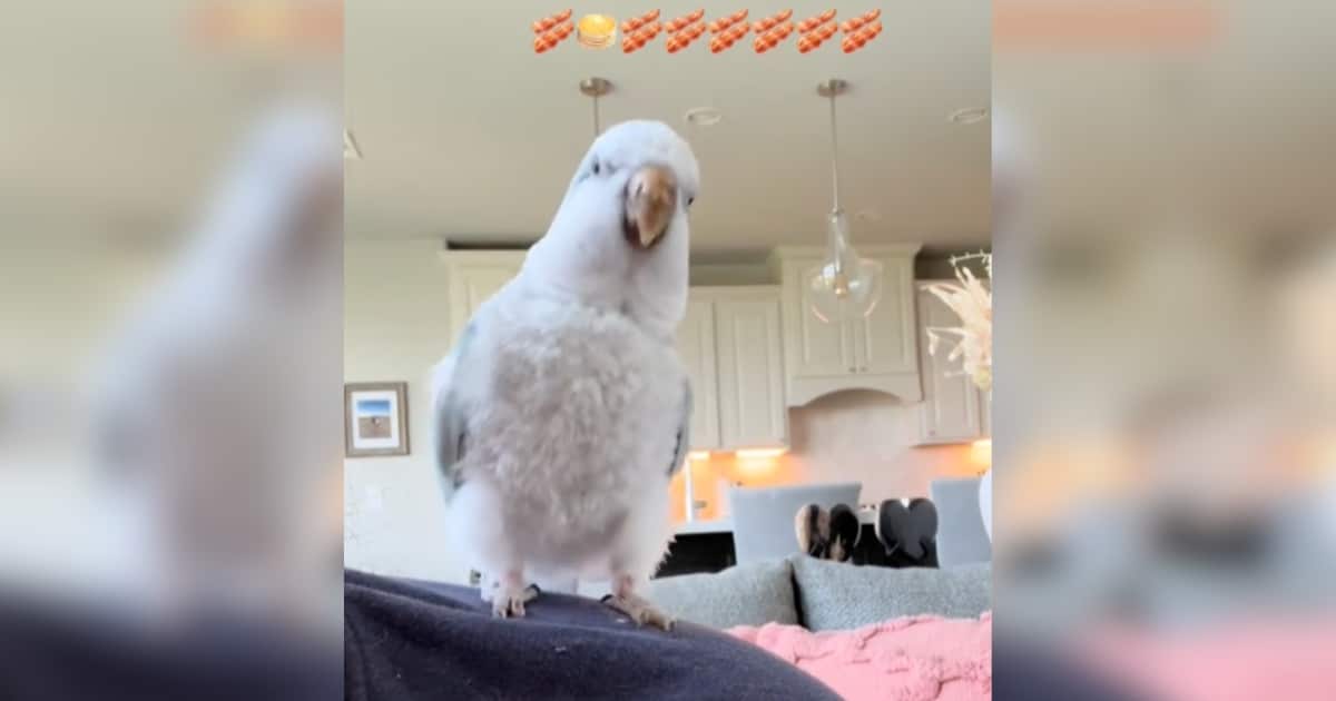Parrot Asks for Favorite Song to Sing and Dance Along
