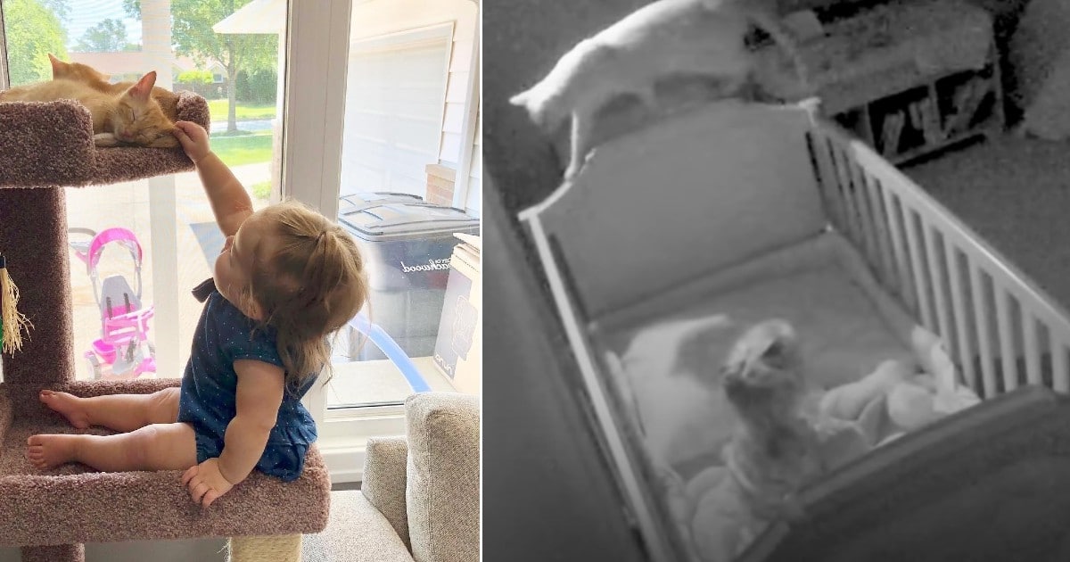 Rescue Cat Sneaks into His Beloved Sister’s Crib for a Midnight Visit Rescue Cat Sneaks into His Beloved Sister’s Crib for a Midnight Visit
