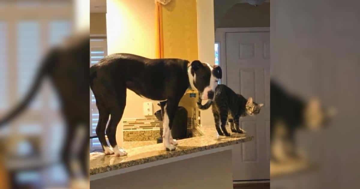 Rescue Dog Climbs Fridge, Convinced He’s One of the Cats