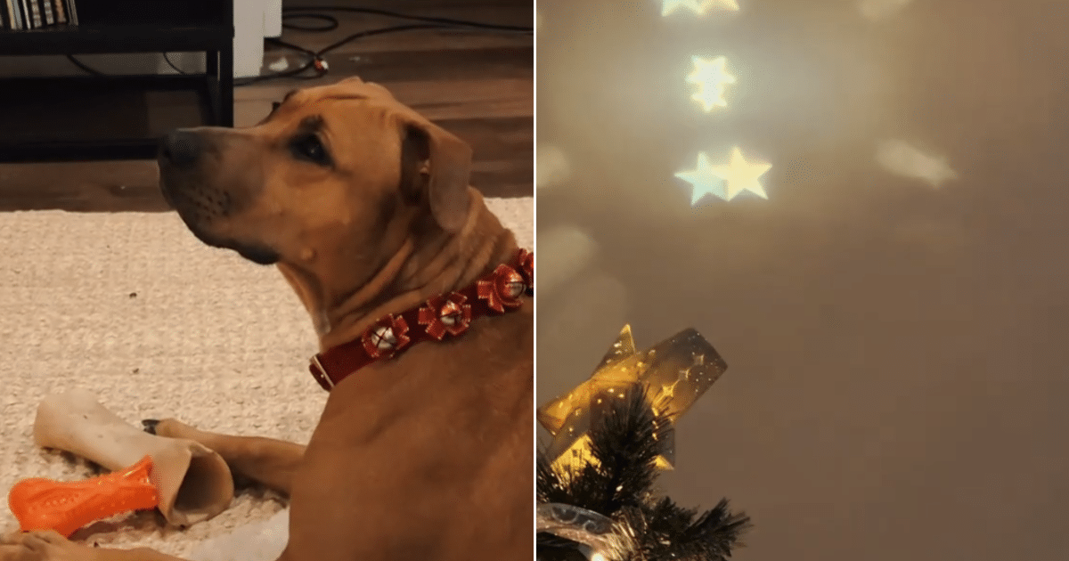 Rescue Dog Sees a Christmas Tree for the First Time, Her Reaction Warms the Internet Rescue Dog Sees a Christmas Tree for the First Time, Her Reaction Warms the Internet
