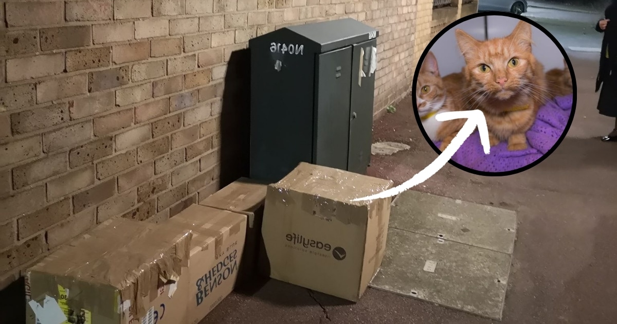 Rescuers Discover 11 Animals Abandoned in Taped Boxes by the Trash
