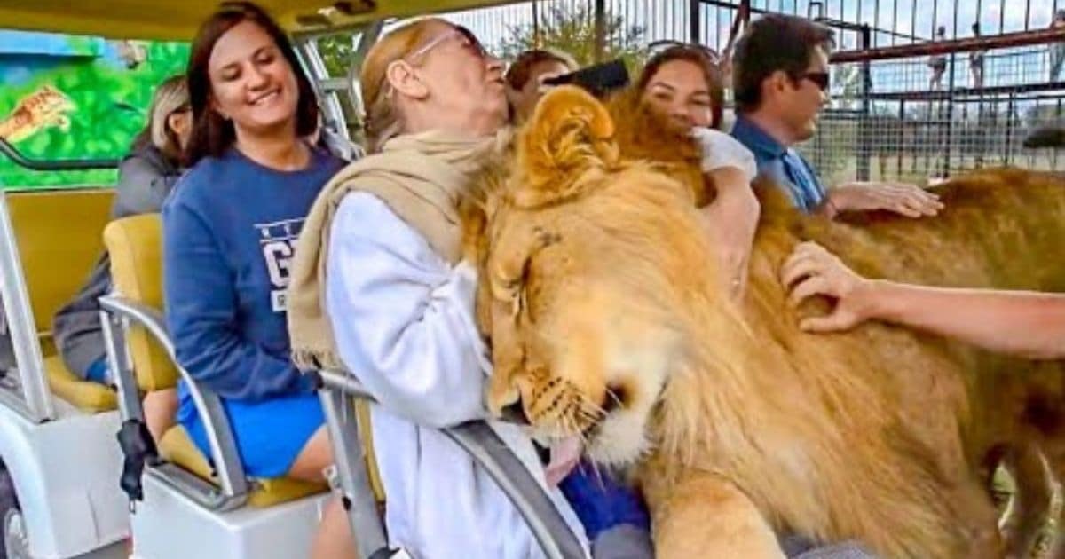 Safari Park Visitors Get a Warm and Cuddly Welcome from a Giant Lion