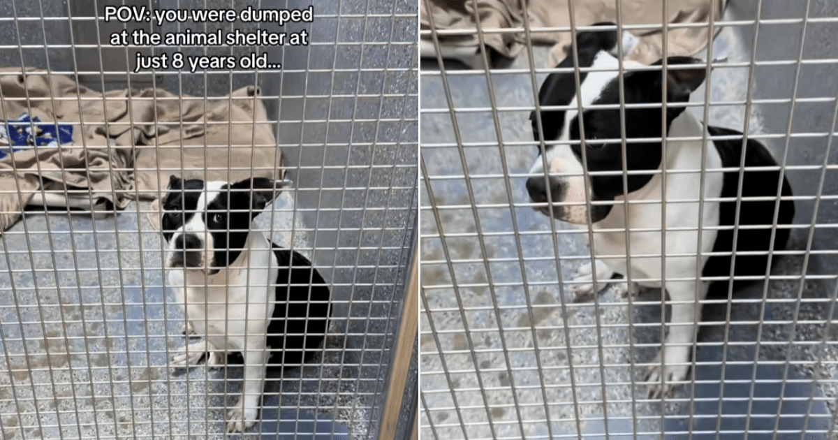 Senior Shelter Dog Starts Losing Hope After Being Overlooked for Months