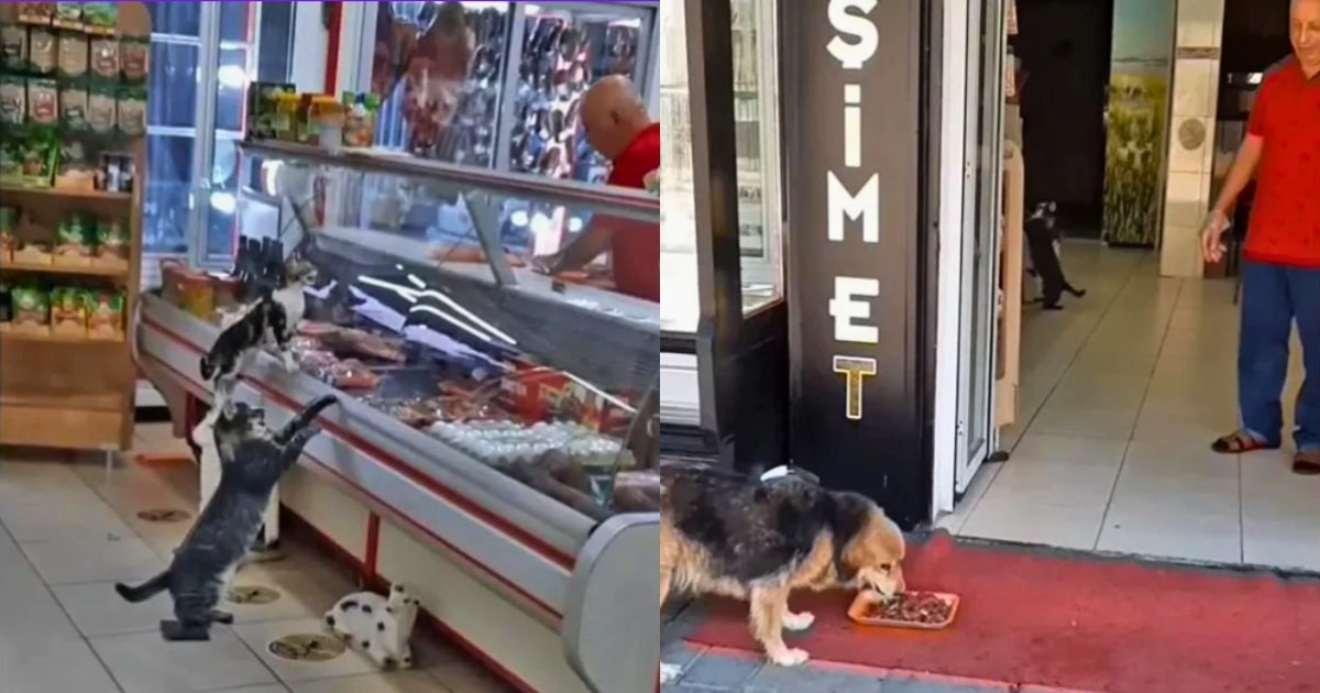 Shop Owner Welcomes Stray Animals Daily for Meat Scraps