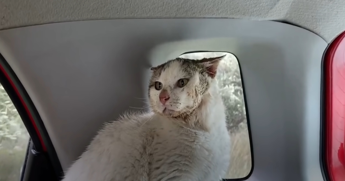 Terrified, Hissing Feral Cat Falls in Love with the Man Who Rescued Him