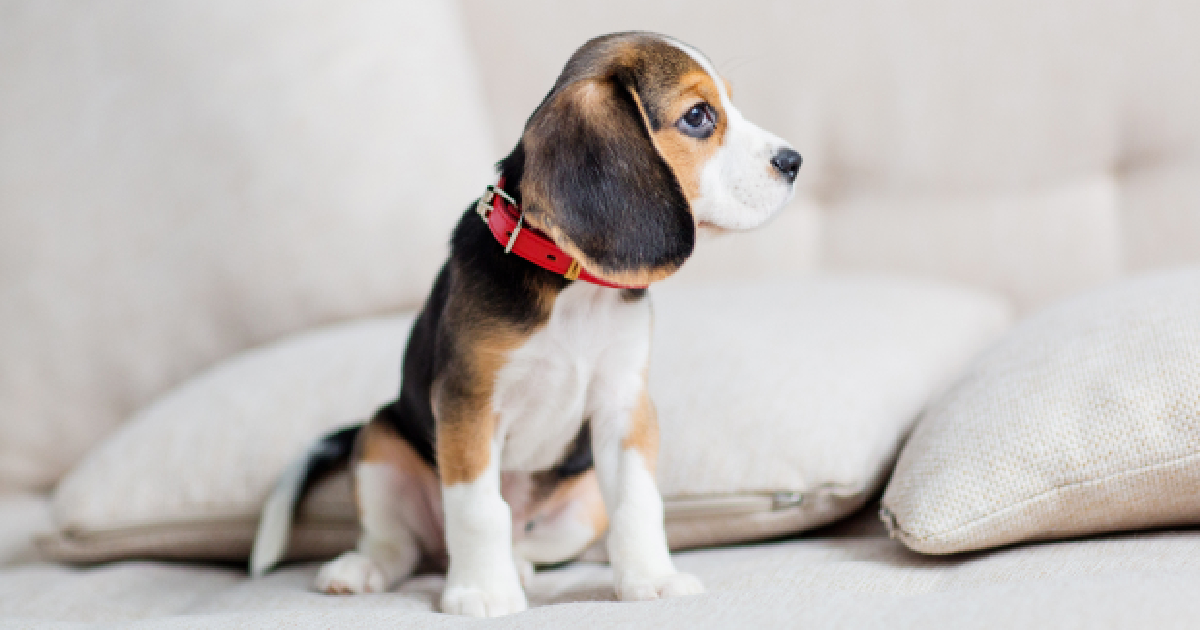 The 11 Best Puppy Collars For Your Furry Little One The 11 Best Puppy Collars For Your Furry Little One