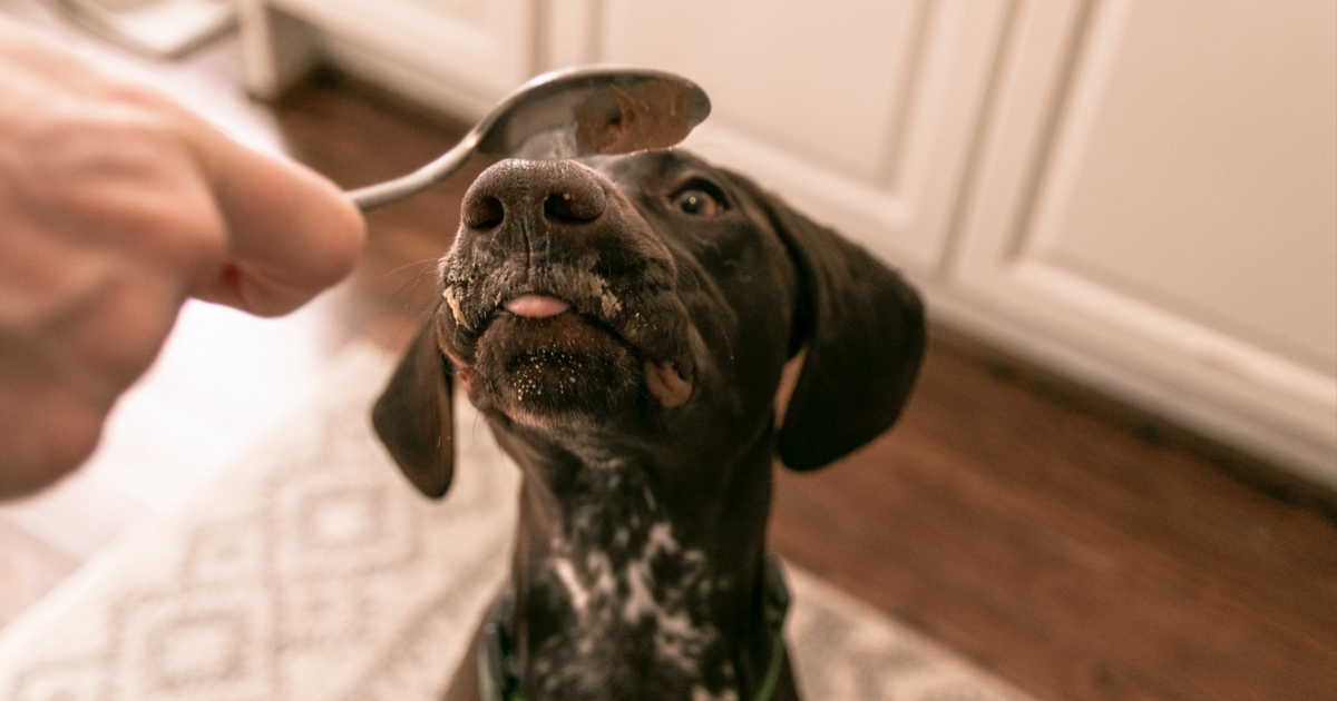 The 5 Best Dog Peanut Butter Options The 5 Best Dog Peanut Butter Options