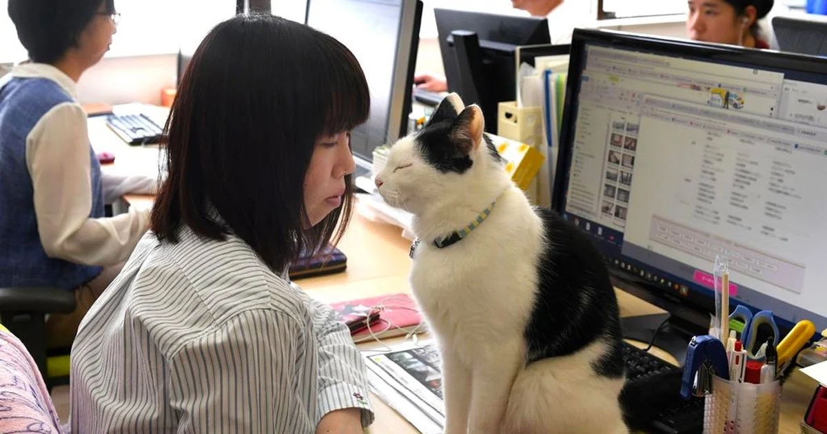 This Office Lets Employees Spend Time with Cats All Day to Reduce Stress This Office Lets Employees Spend Time with Cats All Day to Reduce Stress