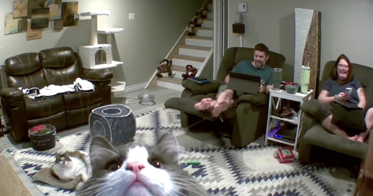 Too Cute! Cat Adorably Greets Security Camera