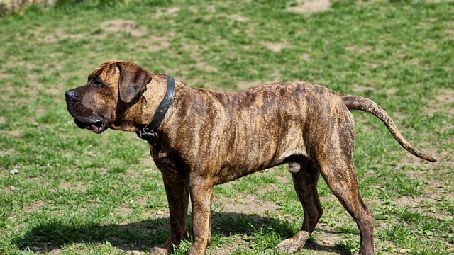 Ultimate Presa Canario Puppy Shopping List: Checklist of 23 Must-Have Items Ultimate Presa Canario Puppy Shopping List: Checklist of 23 Must-Have Items