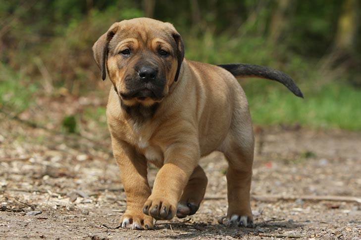 Ultimate Tosa Inu Puppy Shopping List: Checklist of 23 Must-Have Items Ultimate Tosa Inu Puppy Shopping List: Checklist of 23 Must-Have Items