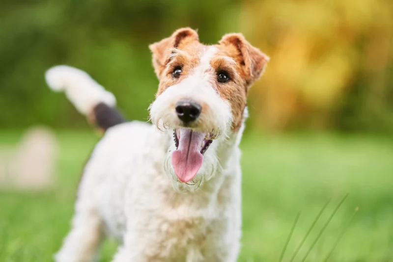 Ultimate Wirehaired Fox Terrier Puppy Shopping List: Checklist of 23 Must-Have Items Ultimate Wirehaired Fox Terrier Puppy Shopping List: Checklist of 23 Must-Have Items