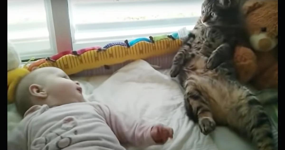 What Happened When a Cat Met a Baby for the First Time?