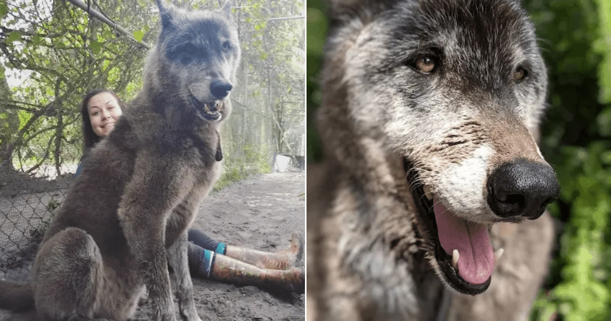 Wolfdog Was Left At Kill Shelter Gets New Chance At Life