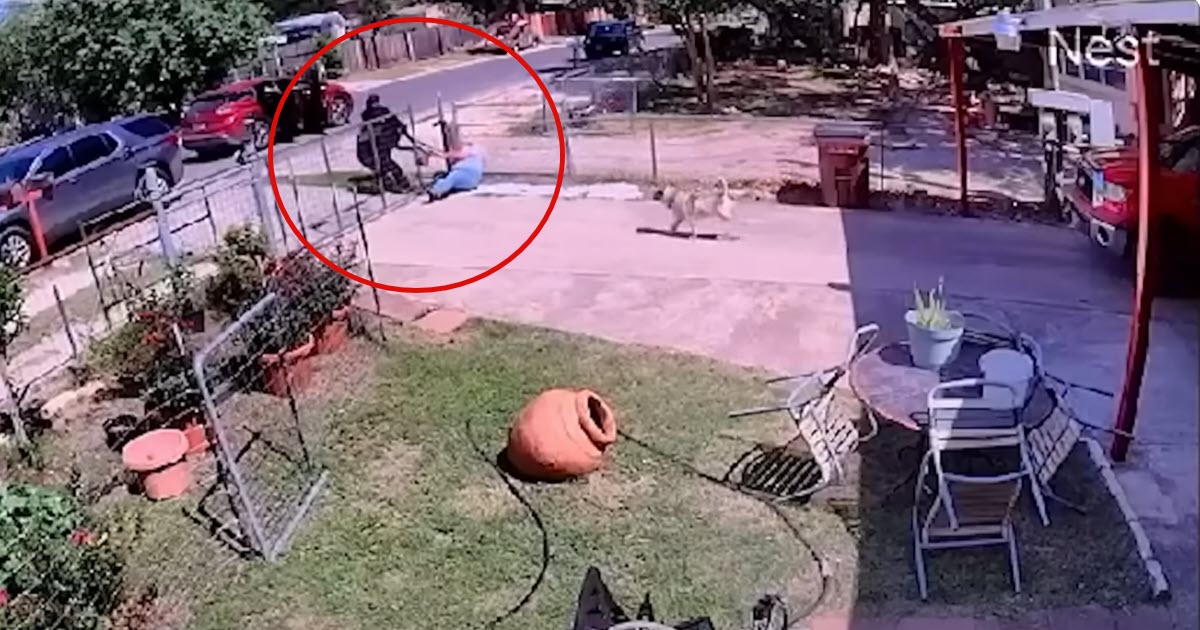 Woman Dragged to Ground by Thieves, Then the Family Dog Charges Into Action