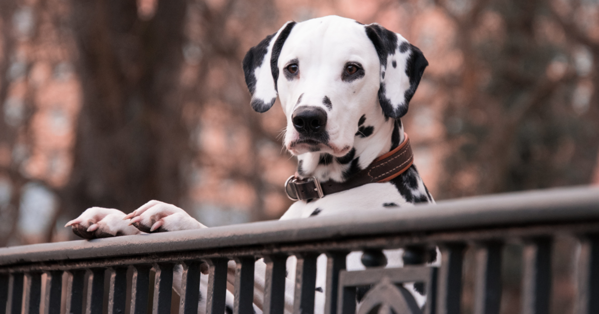 10 Best Cordyceps Supplements For Dogs