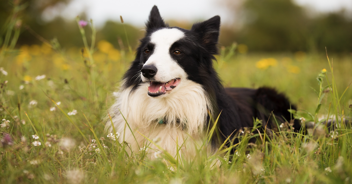 10 Best Krill Oil Supplements For Dogs