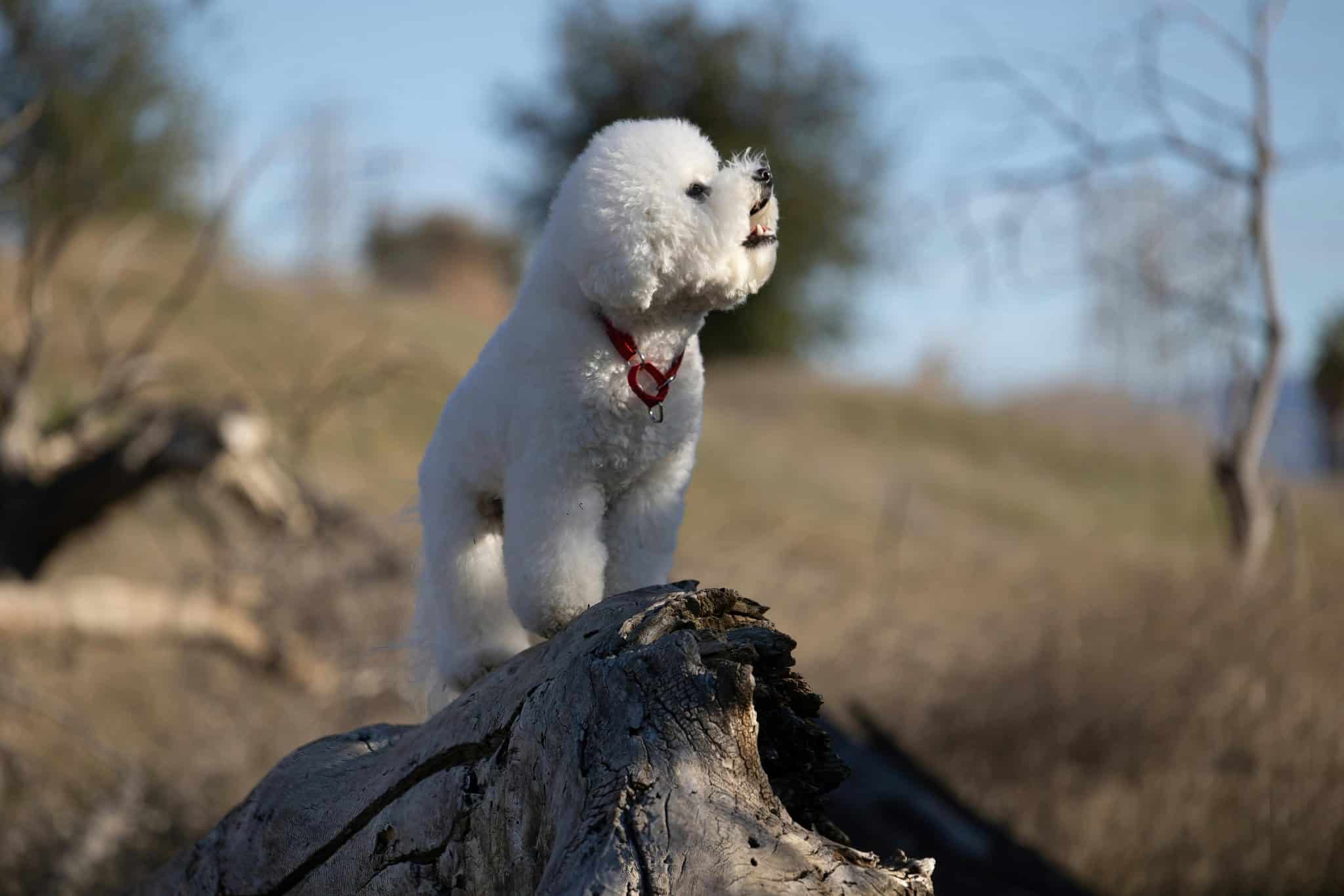 10 Best Raw Dog Food Brands for Bichon Frises