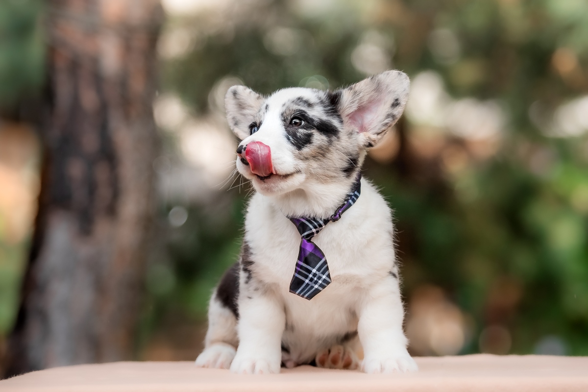 10 Best Raw Dog Food Brands for Corgis