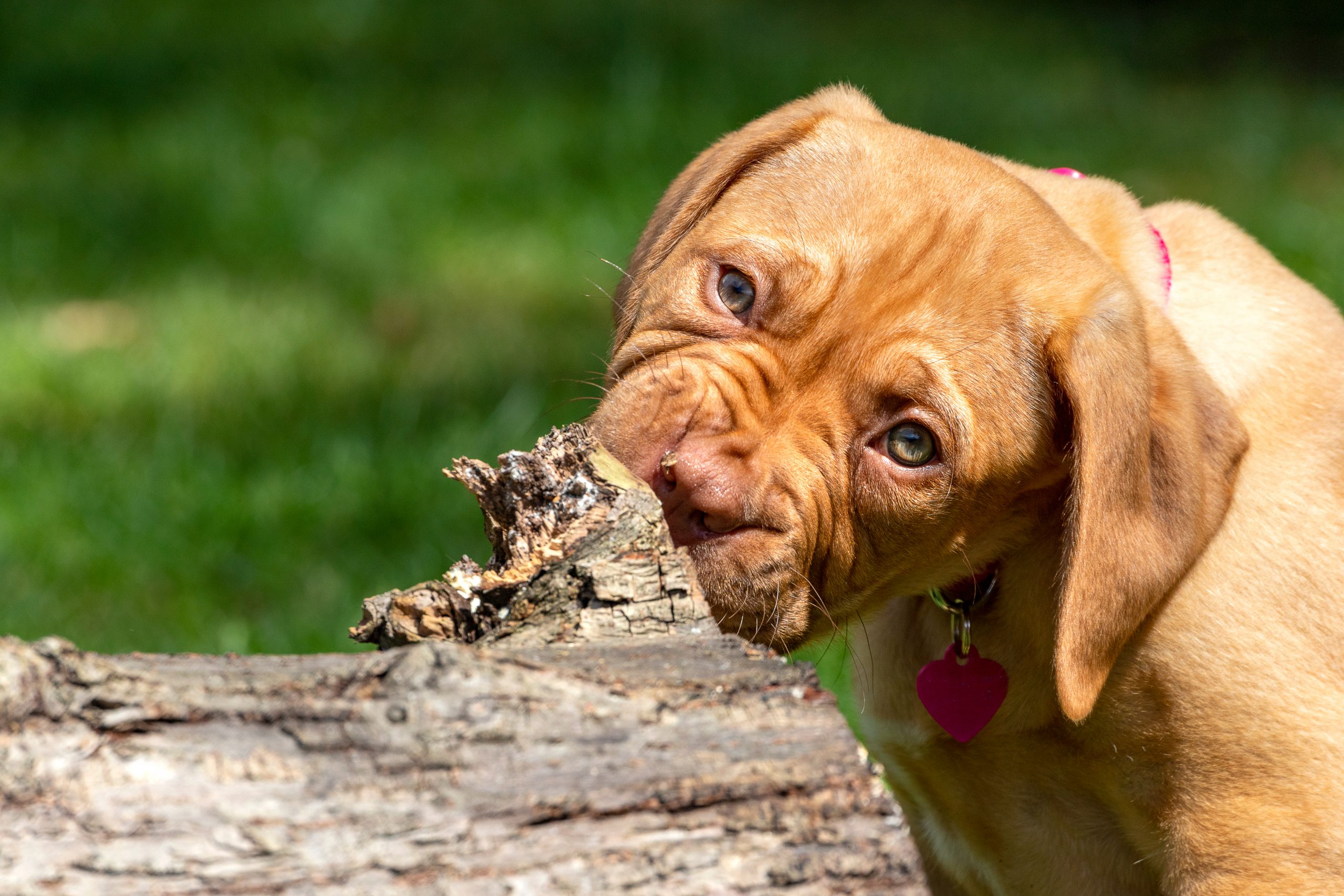 10 Best Raw Dog Food Brands for Dogue De Bordeaux