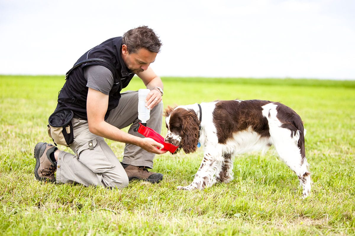 10 Best Raw Dog Food Brands for English Springer Spaniels