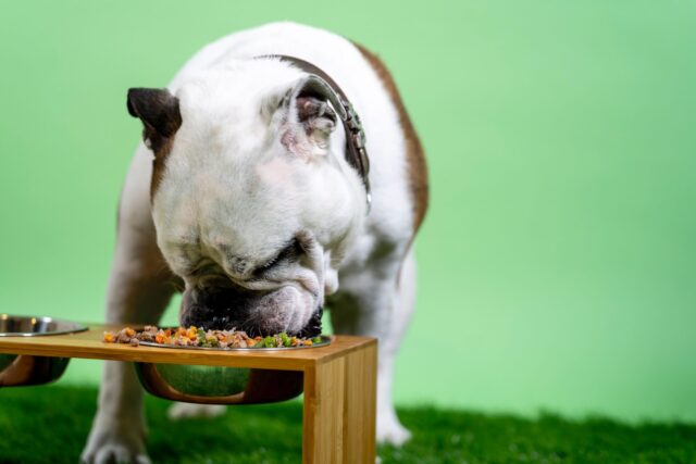 10 Best Subscription & Delivery Dog Foods [2026]