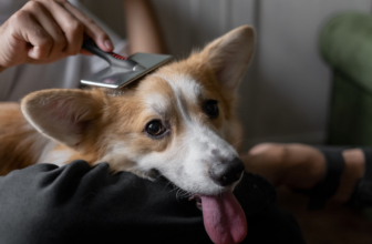 10 Best Vacuums for Pet Hair