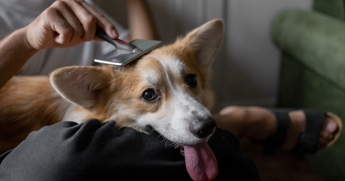 10 Best Vacuums for Pet Hair