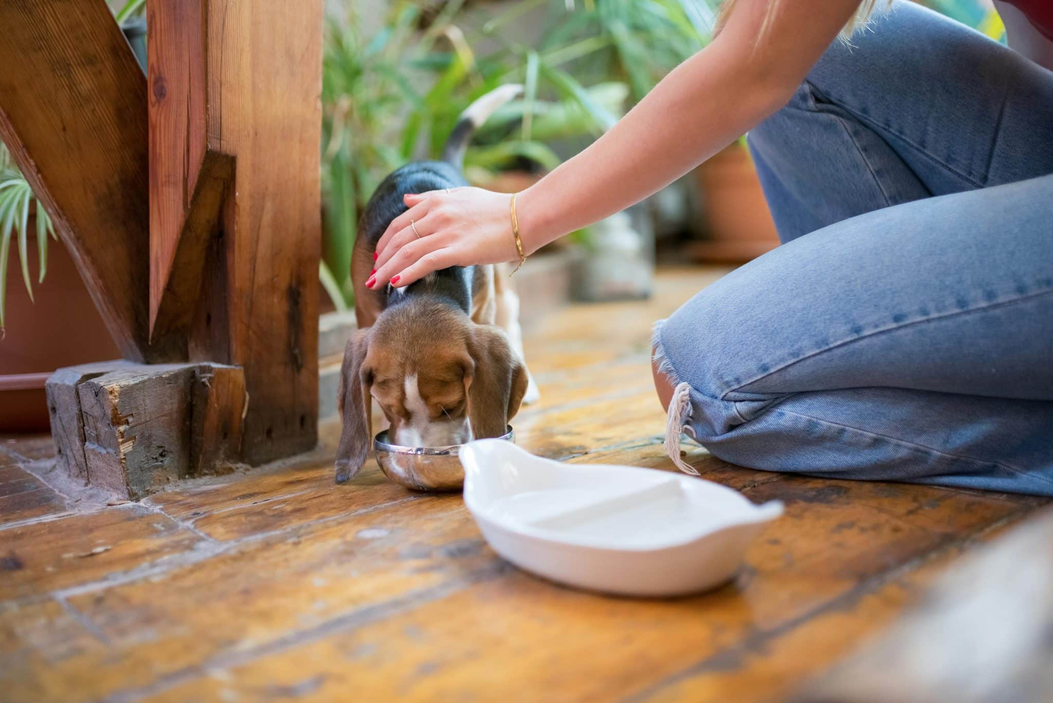 10 Ingredients You NEVER Want To See In Your Dog’s Food