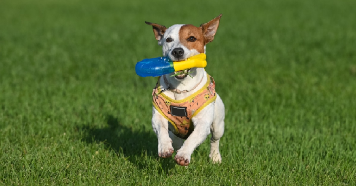 11 Best Blue and Yellow Dog Toys & Gear That Stand Out to Dogs