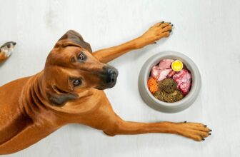11 Best Dog Food Brands For A Sensitive Stomach – 2026