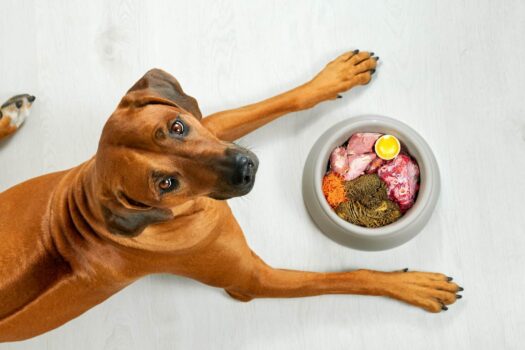 11 Best Dog Food Brands For A Sensitive Stomach – 2026