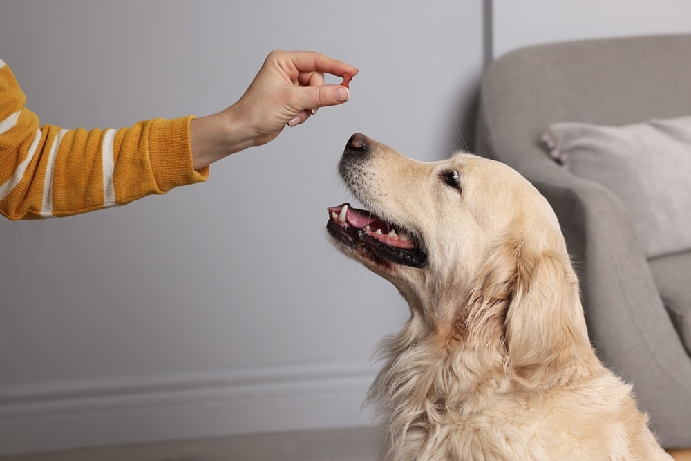 11 Best Dog Multivitamin Products