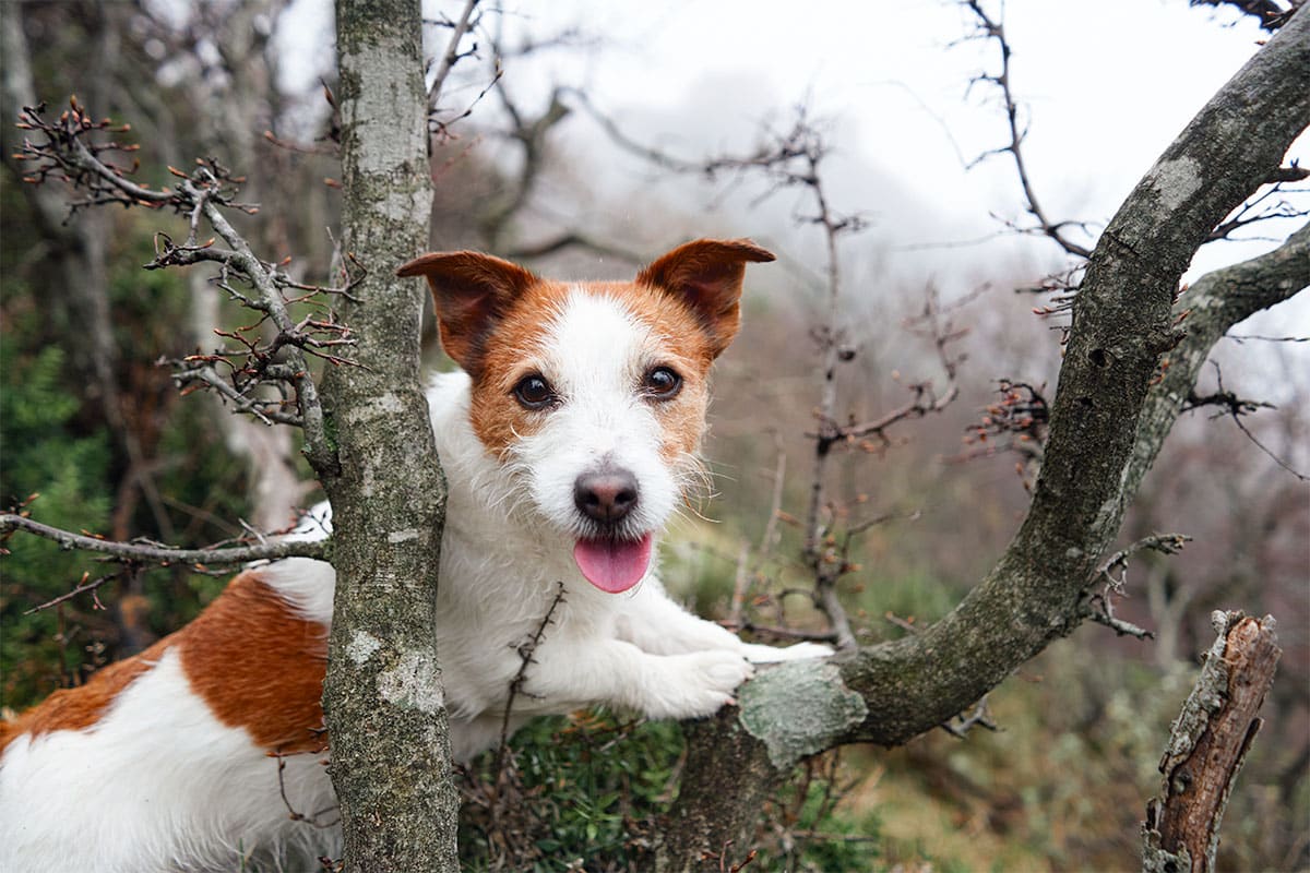 11 Busy Dog Breeds That Love To Climb, Jump, And Explore