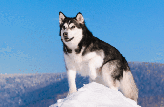 11 Furry Dog Breeds That Love Cold Weather Days