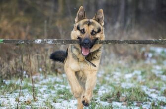 11 Rugged Dog Breeds That Make The Best Hiking Buddies