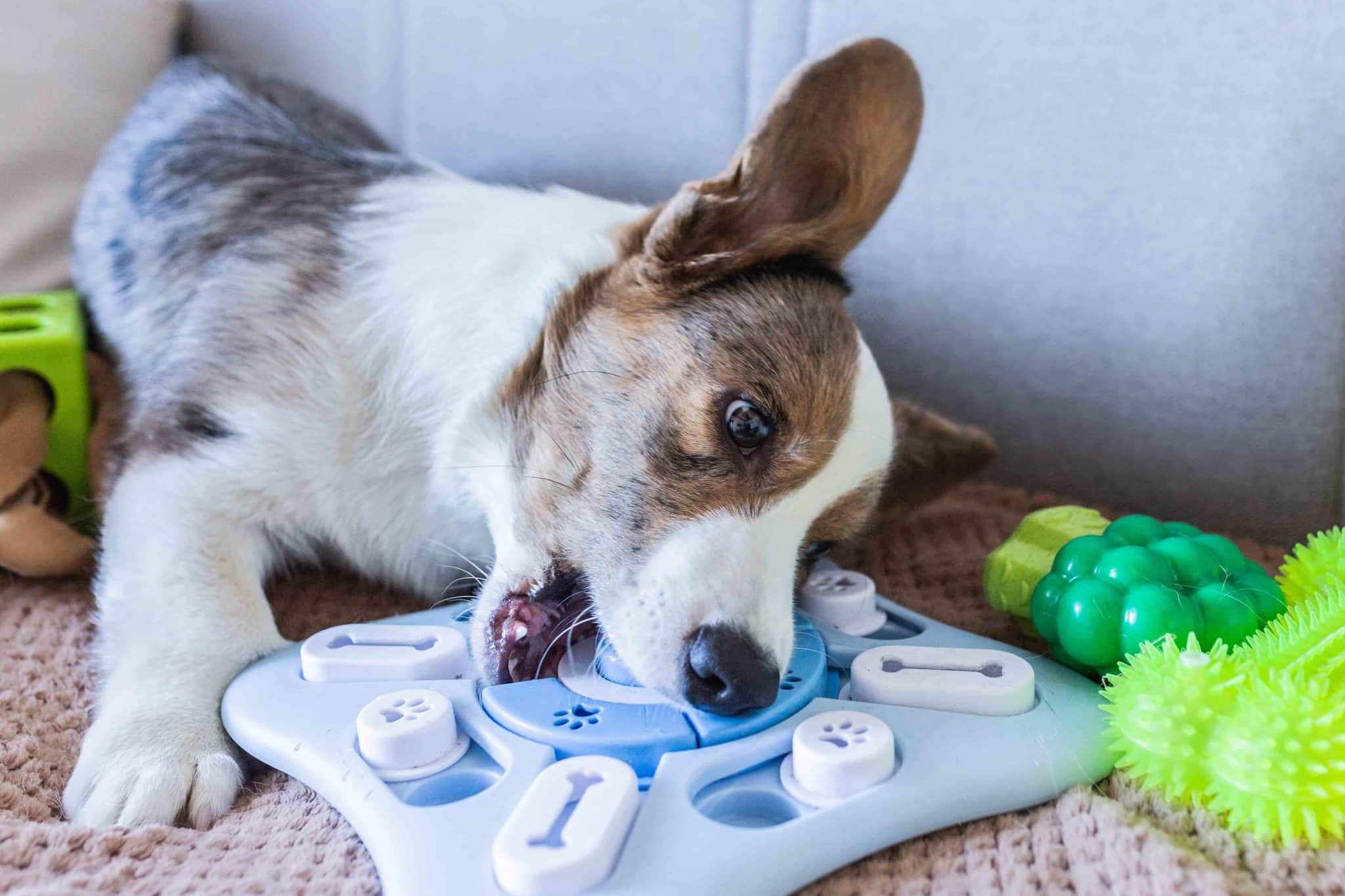 12 Best Dog Puzzle Toys For Mental Stimulation
