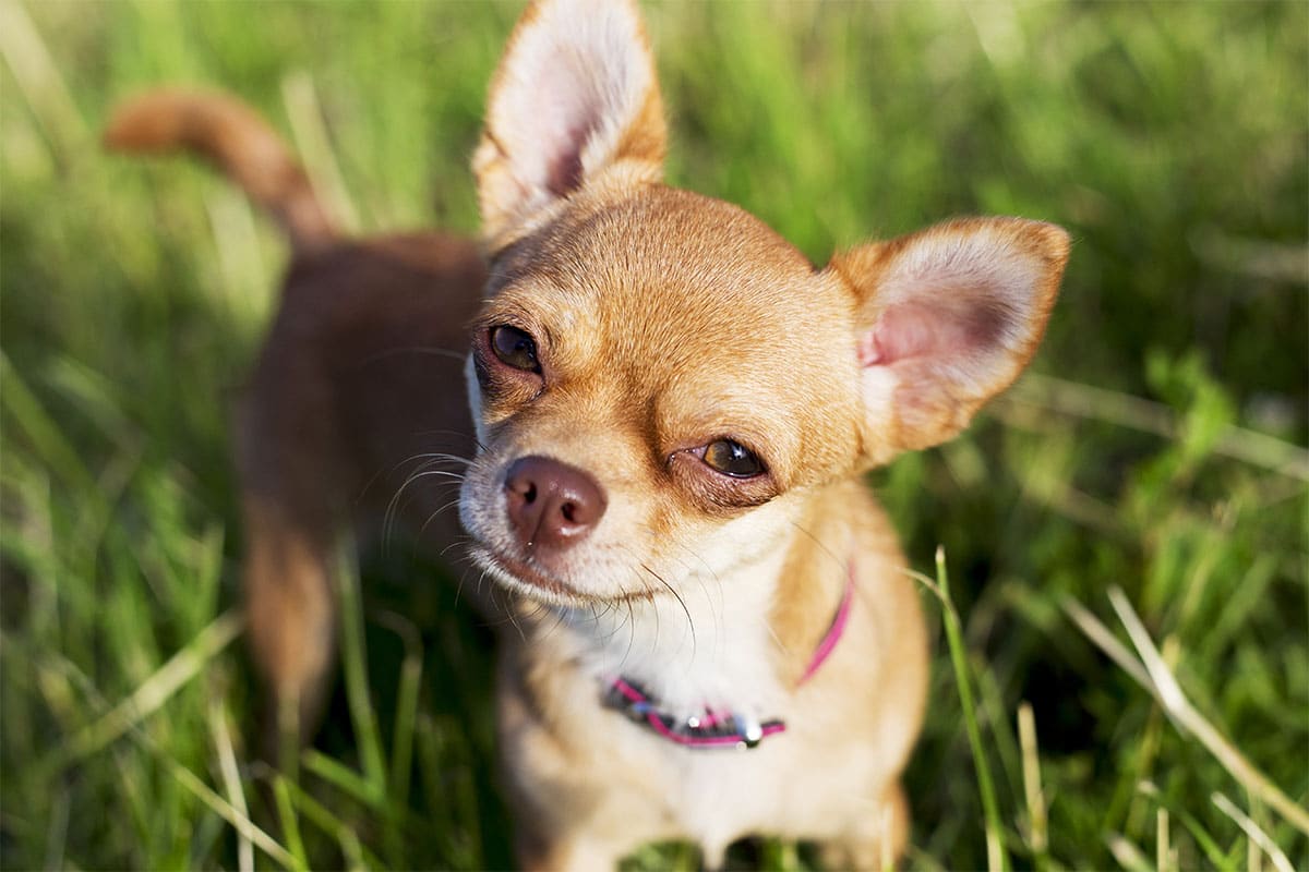 12 Best Raw Dog Food Brands for Chihuahuas