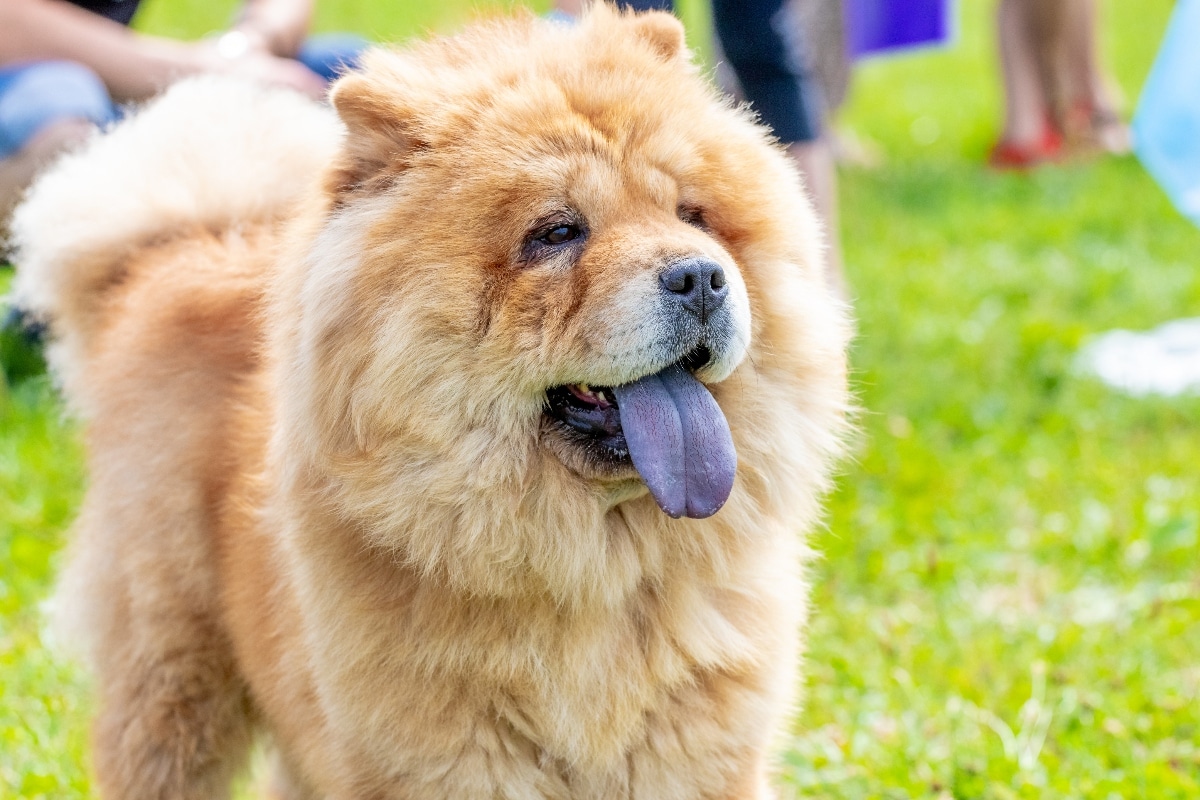 12 Best Raw Dog Food Brands for Chow Chows