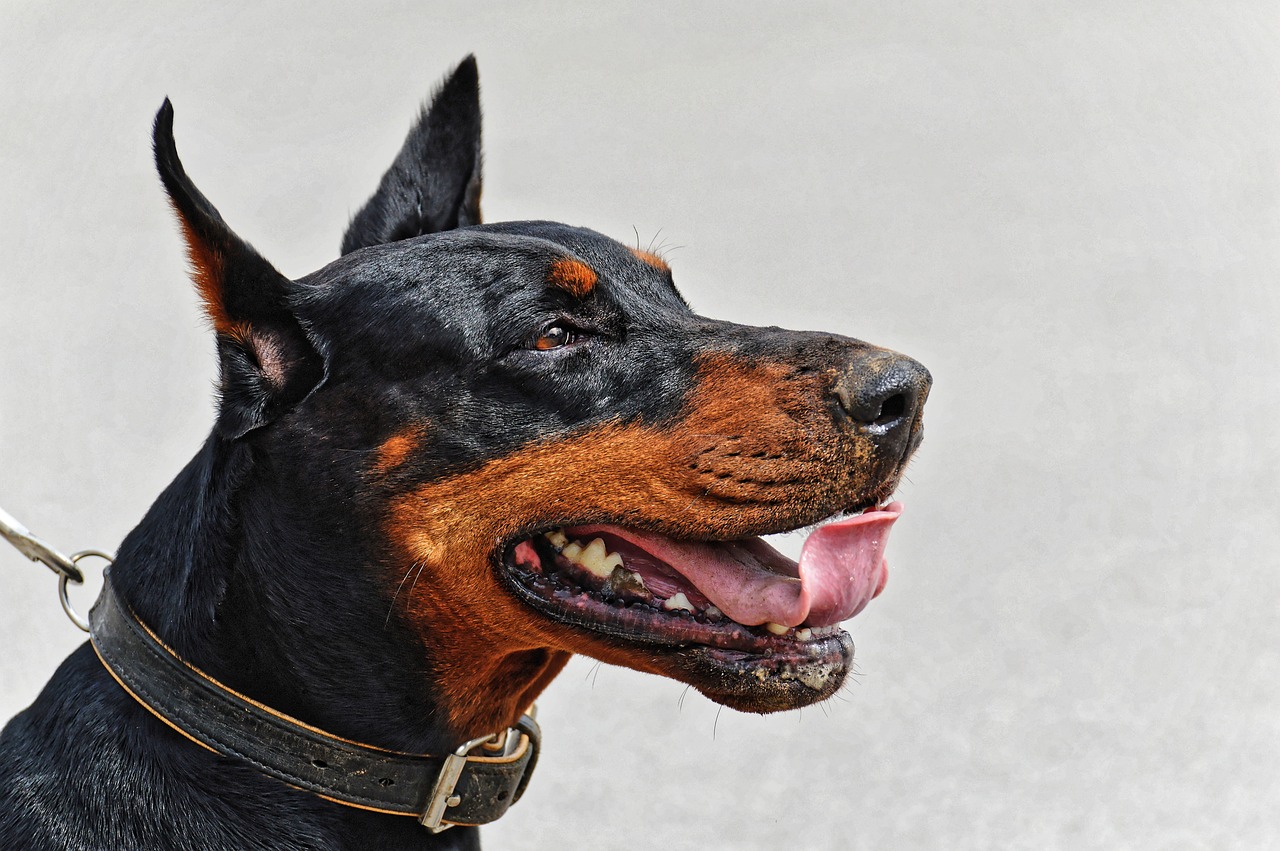 13 Best Probiotics for Dobermans (+1 to Avoid)