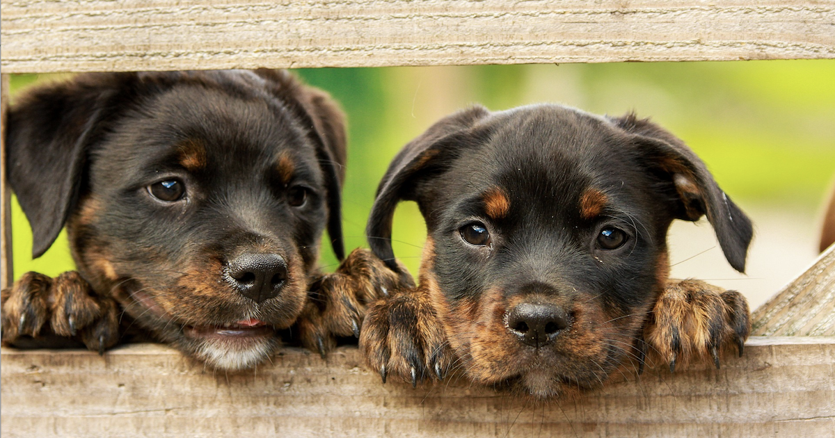 13 Best Skin & Coat Supplements For Dogs 2026