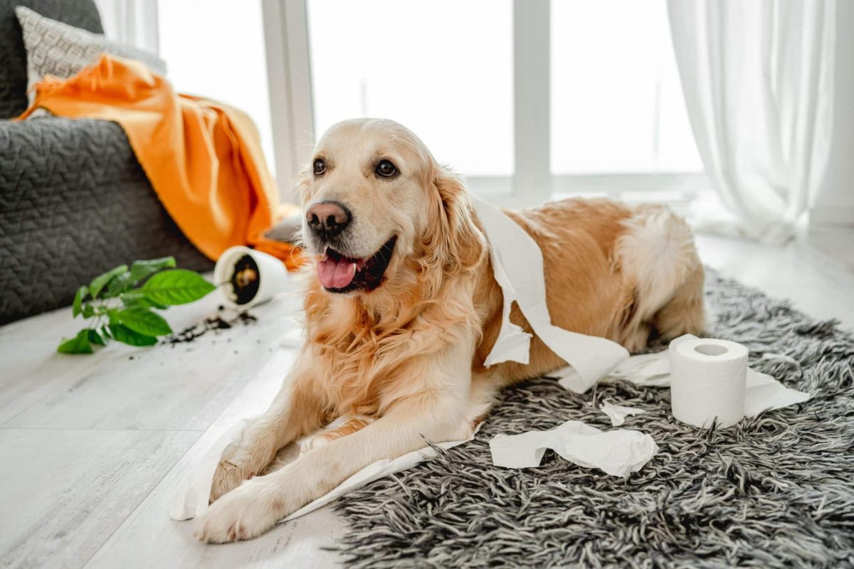 15 Messy Dog Breeds That Track Dirt Into Every Room