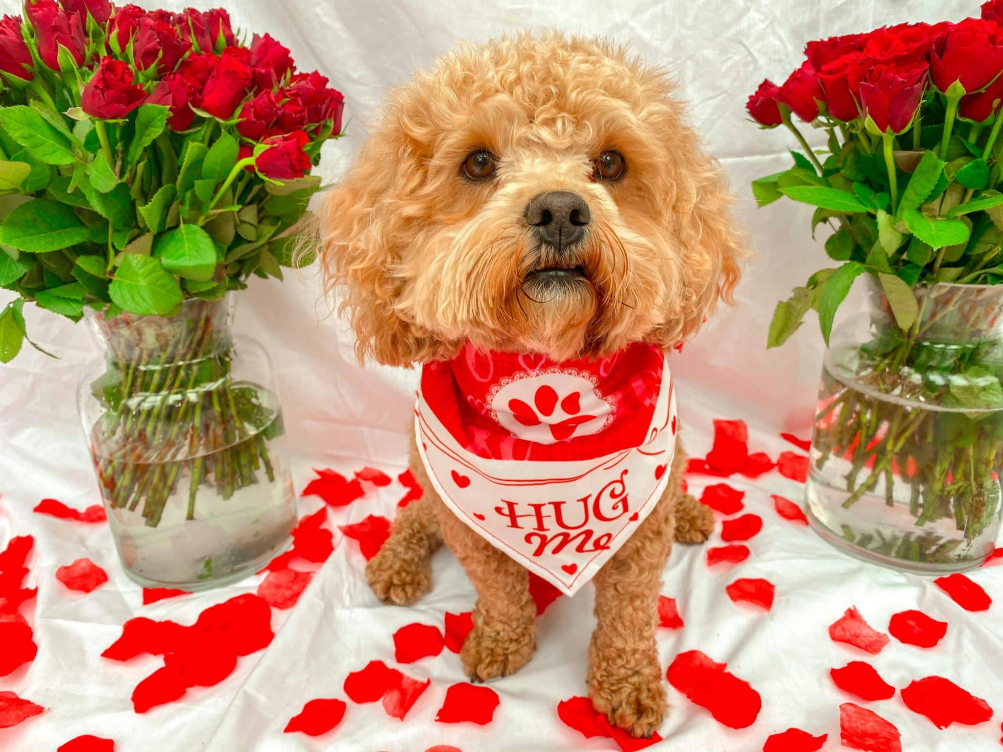 15 Sweetheart Deals on Valentine’s Day Dog Toys, Treats, and More