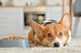 5 Best Dog Foods with Glucosamine for Joint Health