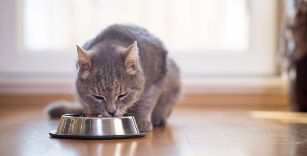 5 Best Foods for a Senior Cat, According to a Pet Food Expert