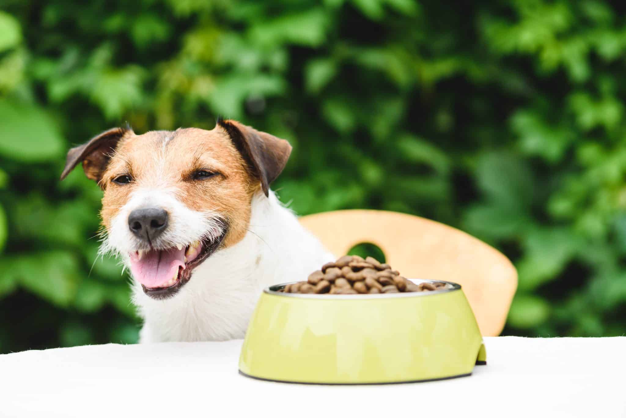 6 Best Dog Foods with Low or No AGEs – 2026