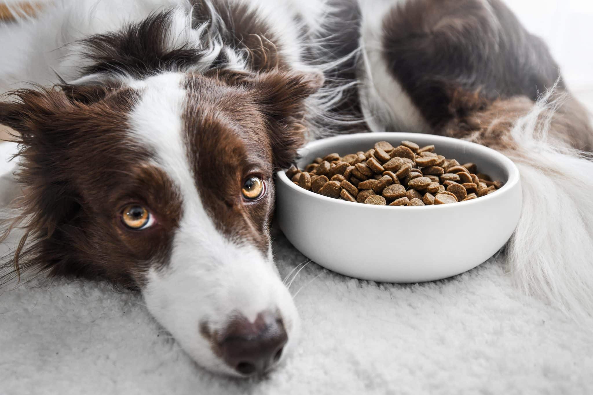 7 Best Dog Food Options For Picky Eaters – 2026