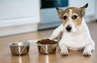 7 Best Dog Foods for Urinary Tract Health – 2026